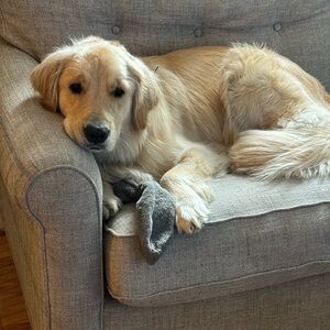 Meet your Posher, Will